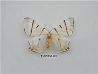 藏品(尺蛾335)的圖片